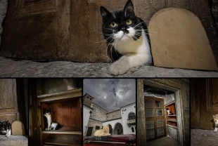 Topkapı Sarayı'nın kedi kapısı, Mülayim'in torunu Şerbet'le yeniden hayat buldu