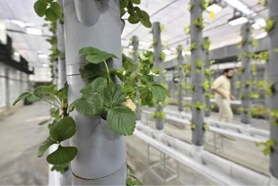 Topraksız dikey tarım uygulamaları enerjide tasarruf ve yüksek verimlilikle geleceğe umut oluyor