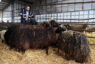 Torosların kadim ırkı korunuyor: Güney Karaman koyunu yeniden çoğaltılıyor