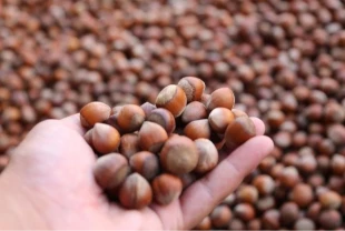 Trabzon'un 11 aylık fındık ihracatı 520 milyon doları aştı! 118 ülkeye gitti