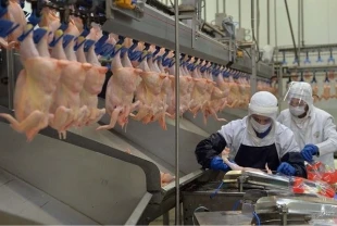 TÜİK açıkladı: Tavuk eti üretimi ocakta yıllık bazda yüzde 2,4 arttı