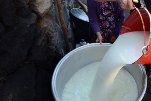 TÜİK açıkladı! Toplanan inek sütü martta 1 milyon ton olarak gerçekleşti