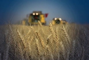 TÜİK verileri: Türkiye tarımda hangi üründe kendine ne kadar yeterli?