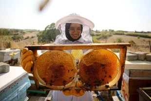 Türk balı 31 ülkeye ulaştı: İlk çeyrekte 9,2 milyon dolar gelir