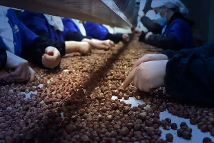 Türk fındığına Hindistan pazarından büyük talep: 5 yılda ihracat yüzde 180 arttı