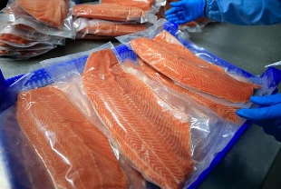 Türk somonunda ihracat hedefi büyüdü