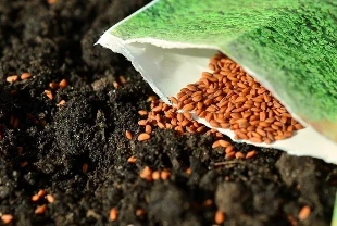 Türk tarımına yerli tohum desteği: Bakan Yumaklı son gelişmeleri paylaştı