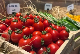 Türk tohumculuğu dünya sahnesinde: En çok domates, biber ve salatalık tohumu ihraç ediliyor