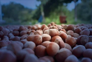 Türkiye 93 bin ton fındık ihraç etti! 1 milyar doları aşkın gelir