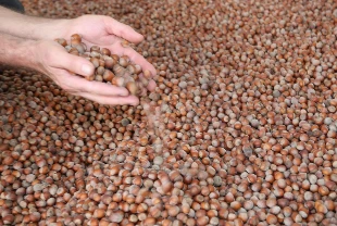 Türkiye fındık ihracatından 10 ayda 1,8 milyar dolar gelir sağladı