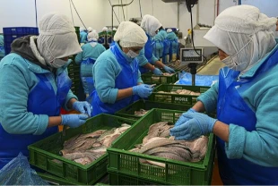 Türkiye geçen yıl 133 ülkeye 2,2 milyar dolarlık su ürünleri ihraç etti