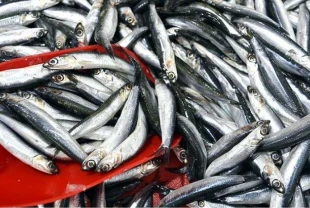 Türkiye hamsi ihracatından 8 ayda 9,9 milyon dolar kazandı
