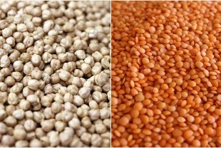 Türkiye öncü oldu, Nijerya'da nohut ve mercimek yetişti