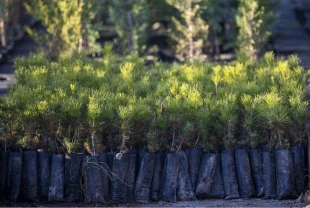 Türkiye’de ağaçlandırmada rekor yıl: 517 milyon fidan ve tohum toprakla buluştu