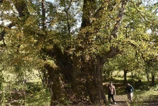 Türkiye’de doğal miras koruma altında: 10 bin 503 anıt ağaç tescillendi