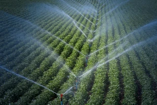 Türkiye'den 117 ülkeye tohum gönderiliyor: İhracat geliri 368 milyon dolara ulaştı