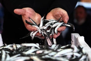Türkiye'nin 3 aylık hamsi ihracatı 3,1 milyon doları aştı