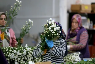 Türkiye'nin çiçek ihracatında 'alternatif ürün' atağı