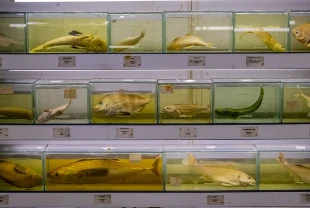 Türkiye'nin denizlerinde yaşayan balık türlerindeki azalma alarm veriyor