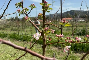 Türkiye'nin elma bahçesi Isparta'da zirai dona karşı yerli çeşitler geliştiriliyor