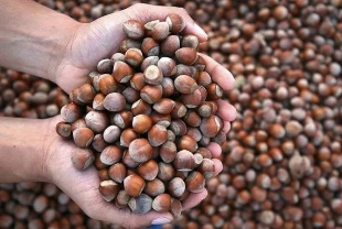 Türkiye’nin fındık ihracat geliri geriledi: 2025’te 2,2 milyar doların üzerinde kazanç