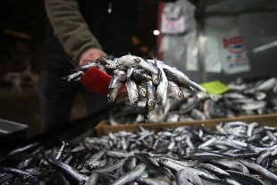 Türkiye'nin hamsi ihracatı 4 aylık periyotta 4,7 milyon dolar getirdi