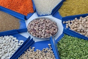 Türkiye’nin hububat, bakliyat ve yağlı tohum ihracatı 10 milyar doları aştı: Değerde artış, miktarda sınırlı düşüş