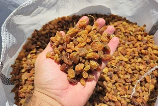 Türkiye'nin kuru üzüm ihracatı 546,5 milyon dolarla rekor kırdı: En büyük pazar İngiltere oldu