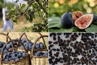 Türkiye'nin yeni kuru incir çeşidi siyah orakta hasat sürüyor