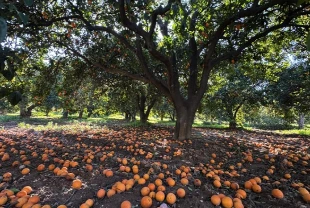 Turunç Yolu görsel şölen sunuyor: Fotoğraf tutkunlarının yeni adresi
