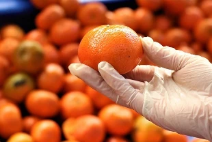 Turunçgil ihracatı yüzde 61 arttı