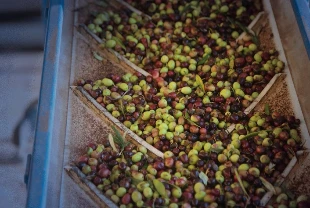 Uluslararası Zeytin Konseyi raporu: Türkiye zeytinyağında küresel pazarda yeni güç