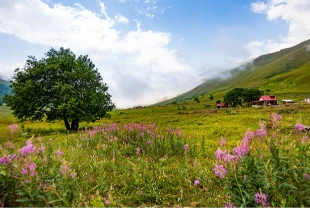 Uygun bilet fiyatları tatilcilerin rotasını Karadeniz’e çevirdi
