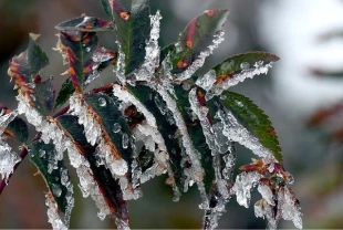 Uzmanlar zirai dona karşı uyardı! Bölgeye göre üretim stratejisi