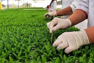 Yağışlar tarımda verim beklentisini artırdı: 66 yılın en yüksek seviyesi