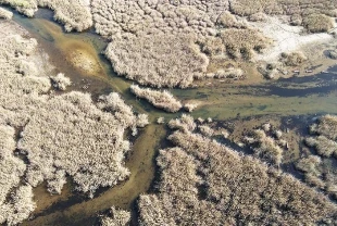 Yağışlarla nefes alan Bafa Gölü'nde doğal yaşam yeniden canlandı