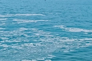 Yalova'nın Armutlu kıyılarında müsilaj görüldü