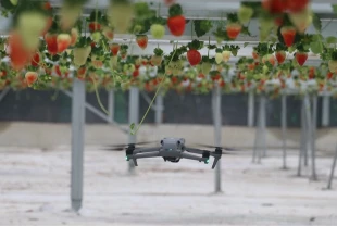 Yapay zeka destekli topraksız serada üretilen çilek 7 ülkeye ihraç edildi