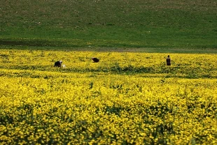 Yapraklı Yaylası düğün çiçekleriyle sarıya boyandı