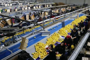 Yaş meyve sebze ihracatında zirve değişti: Irak ilk sıraya yükseldi