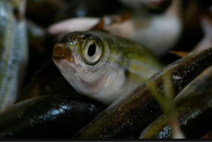 Yerli balıkları korumak için yeni önlem!