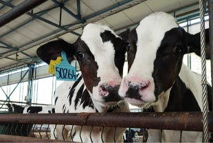 Yerli biyoteknoloji hamlesi: Büyükbaşta doğum oranını artıran kit dünyaya açılıyor