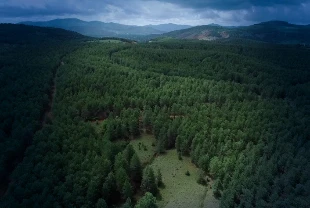 'Yeşil' başarı BM raporunda: Türkiye orman varlığını en çok artıran ülkelerden