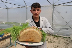 Yeşil yemle hayvancılıkta maliyet düşürülme hedefliyor