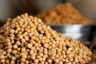 Yüksek sıcaklığa dayanıklı yerli nohut geliştirildi