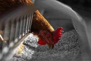 Yumurtacı tavukların kafes standartlarında değişikliğe gidildi: Son tarih 2029