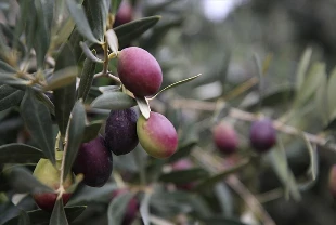 Zeytin bahçeleri devlet desteğiyle kurulan sulama sistemiyle canlanıyor