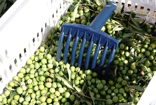 Zeytinde bu yılın rekolte tahmini: 2 milyon 450 bin ton