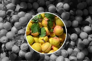 Zirai dondan etkilenen kayısının 5 yıllık ihracat verisi açıklandı!