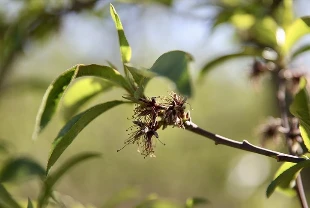Zirai dondan etkilenen üreticilere 1,7 milyar lira yeni destek ödemesi